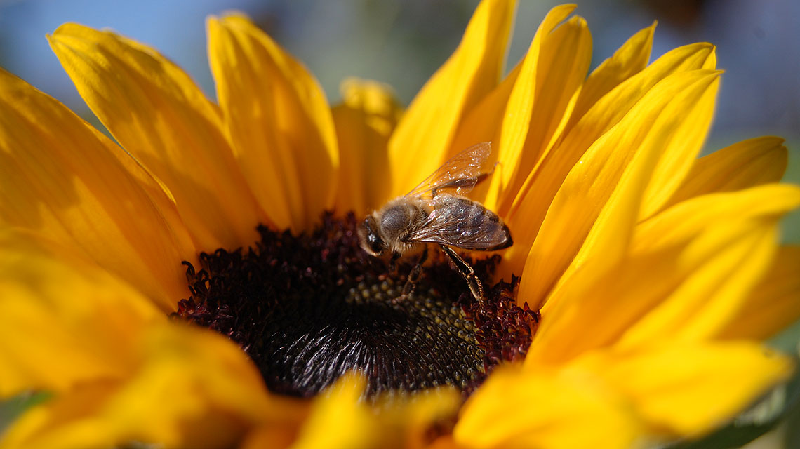 Sonnenblume-Biene