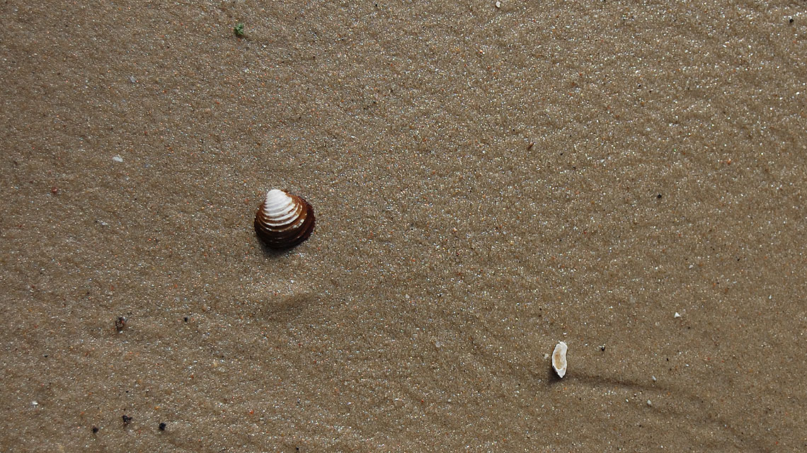 Muschel-Strand-Sand