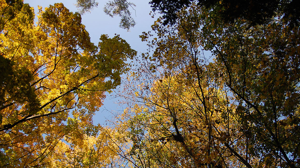 Herbst-Baumkronen