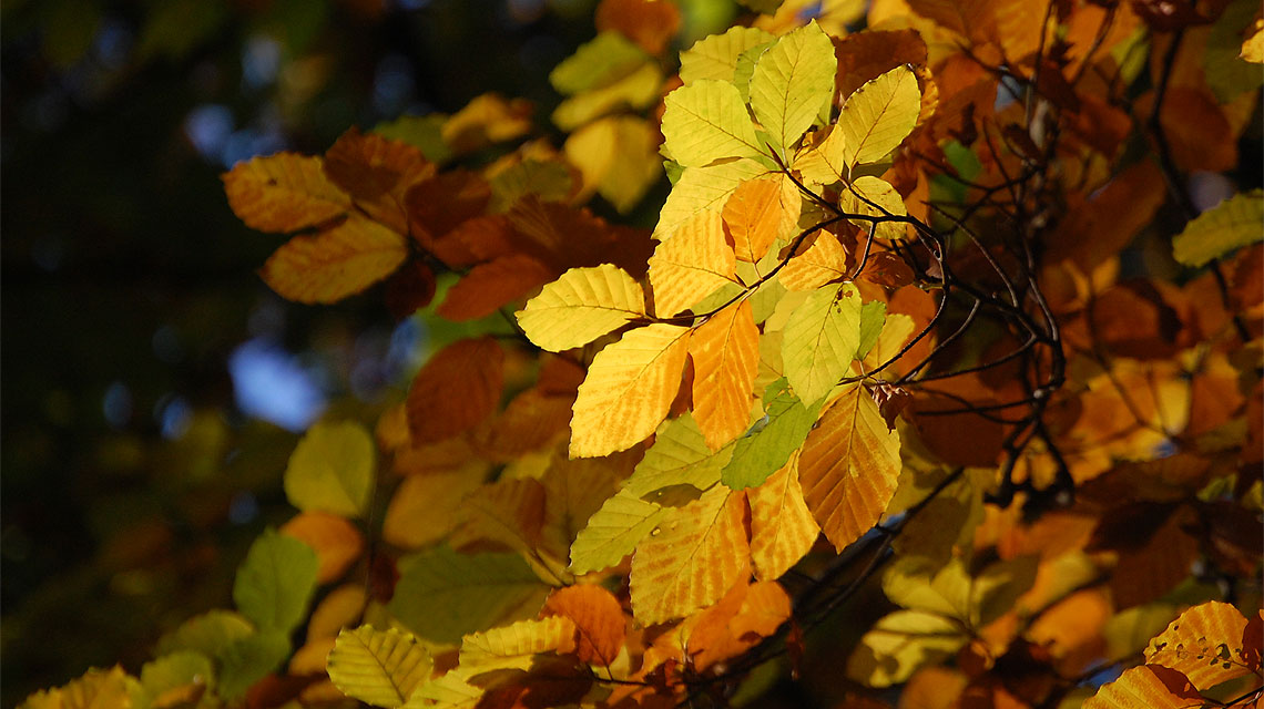 Herbst-Bäume-Blätter