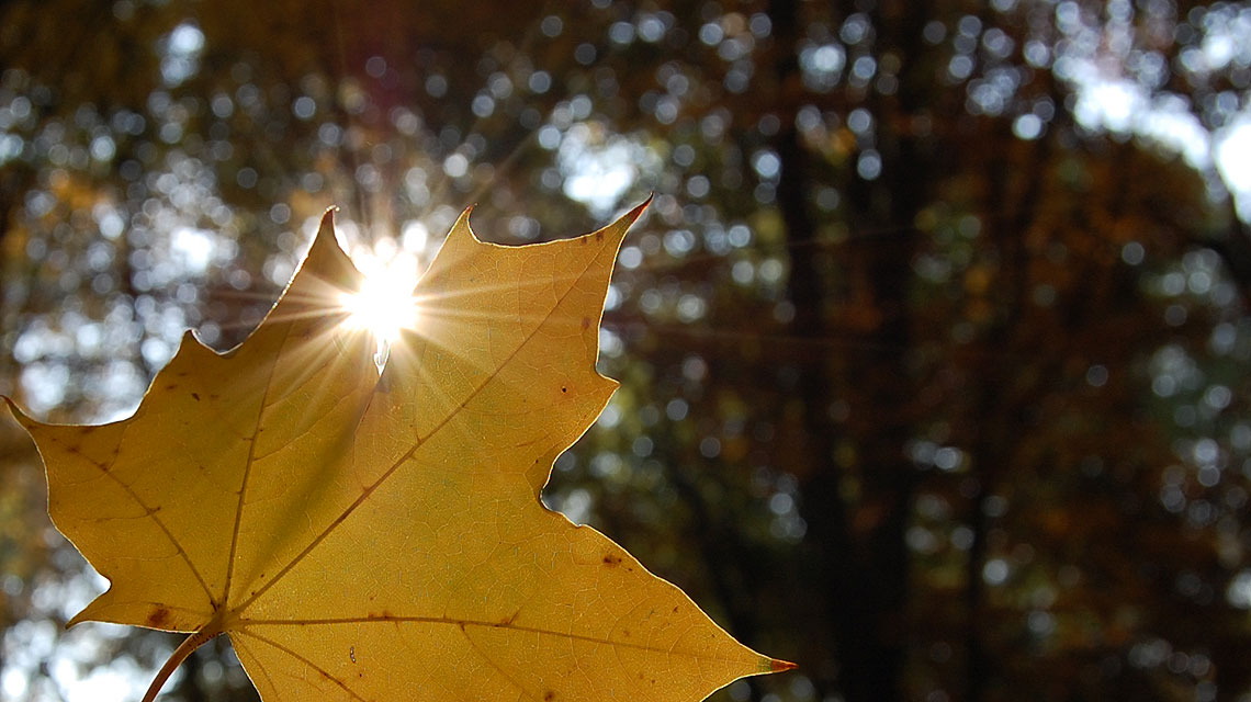 Herbst-Wald-Sonne
