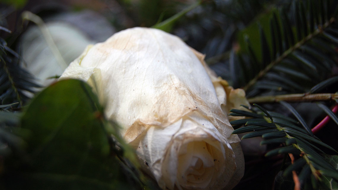 Weiße Rose auf einem der Gräber.
