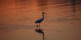 Seidenreiher auf Mallorca