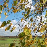 Herbst-Birke