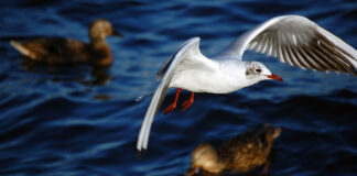 Bilderserie Neuruppin