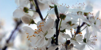 Bilderserie Frühling