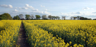 Rapsfeld bei Schwante