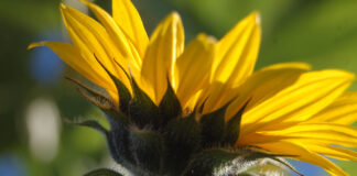 Bilderserie Sonnenblumen