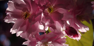 Bilderserie Mandelbaum