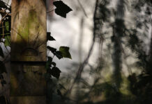 Der Friedhof der Namenlosen