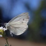 Kohlweißling-Schmetterling