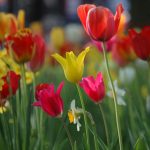 Blumenwiese-Tulpen-Frühling