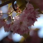 Frühling-Berlin-Kirschblüte