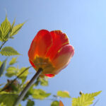 Frühling-Berlin-Tulpen-Blumen