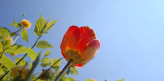 Bilderserie Frühling 2017