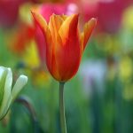 Tulpe-Bilder-Foto