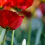 Tulpe-Frühling