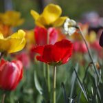 Tulpen-Bilder