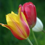 Tulpen-Bilder-Foto