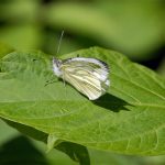 Schöneberger-Südgelände-Natur-Schmetterling