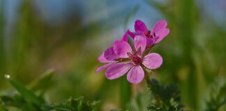 Farbenspiel im Herbst