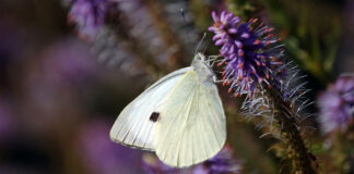 Großer Kohlweißling
