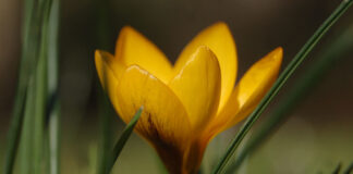 Bilderserie Krokusse