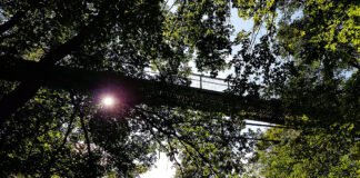 Baumwipfelpfad in Bad Harzburg