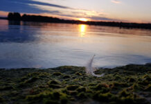 Sound der Stille am See