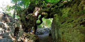 Burgruine Lauenburg – Ein geheimnisvoller Ort