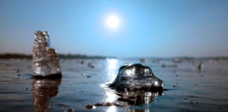 Winterwunder im Tegeler See